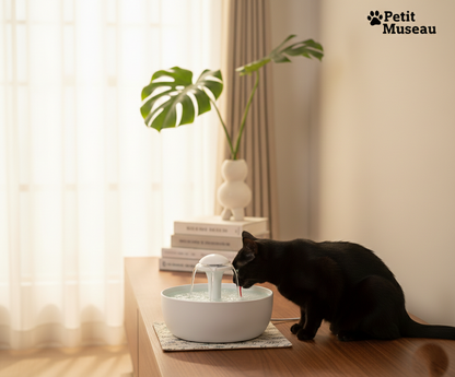 Fontaine à Eau Fraîche & Filtrée – Petit Museau